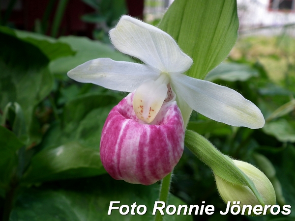 cypripedium 